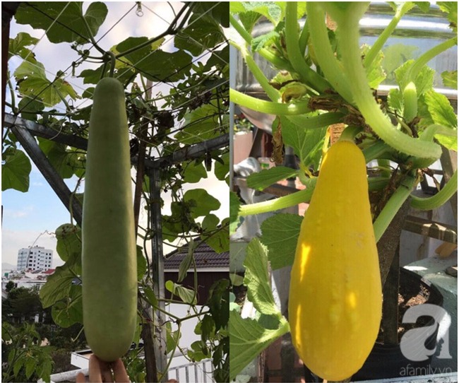 Sân thượng 10m² xanh mướt của bà mẹ dám bỏ sự nghiệp để ở nhà trồng rau, chăm con - Ảnh 13.