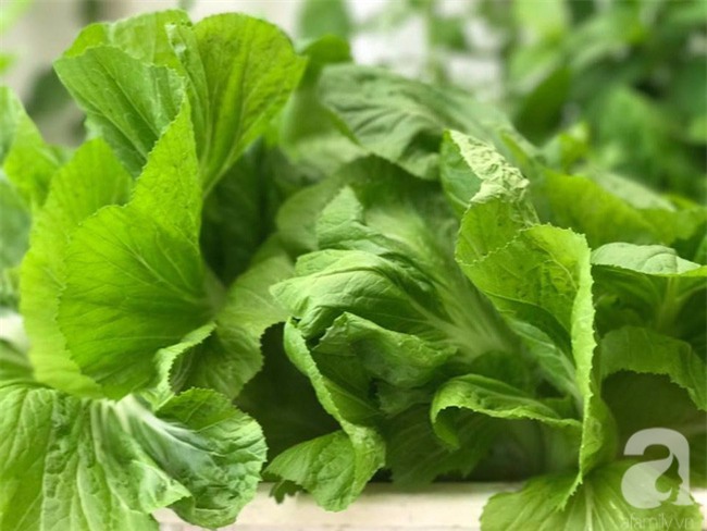 Sân thượng 10m² xanh mướt của bà mẹ dám bỏ sự nghiệp để ở nhà trồng rau, chăm con - Ảnh 17.