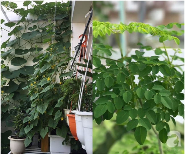 Sân thượng 10m² xanh mướt của bà mẹ dám bỏ sự nghiệp để ở nhà trồng rau, chăm con - Ảnh 9.