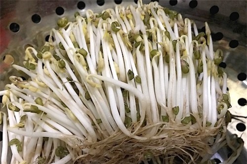 Bạn nên chọn loại giá đỗ có rễ. Ảnh: N.P.