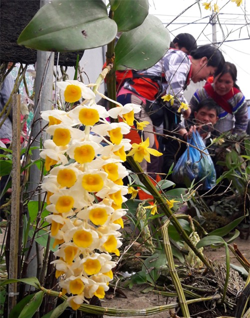 ngam khu ban hoa lan doc dao o cho phien bac ha hinh anh 1