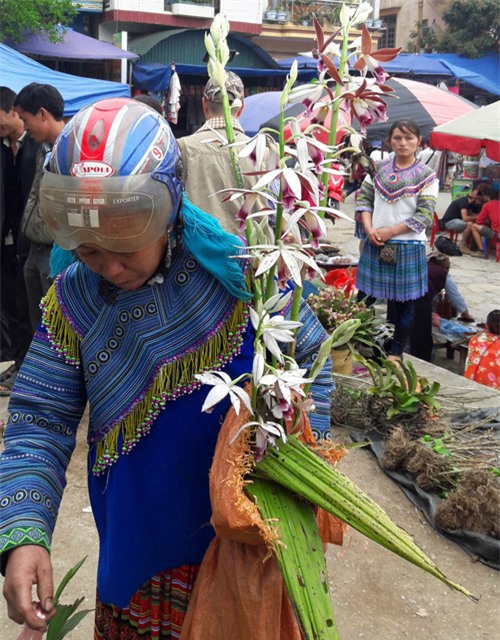 ngam khu ban hoa lan doc dao o cho phien bac ha hinh anh 10