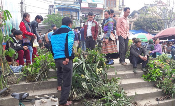 ngam khu ban hoa lan doc dao o cho phien bac ha hinh anh 11