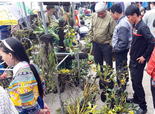 ngam khu ban hoa lan doc dao o cho phien bac ha hinh anh 12