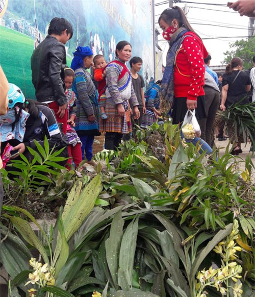 ngam khu ban hoa lan doc dao o cho phien bac ha hinh anh 2