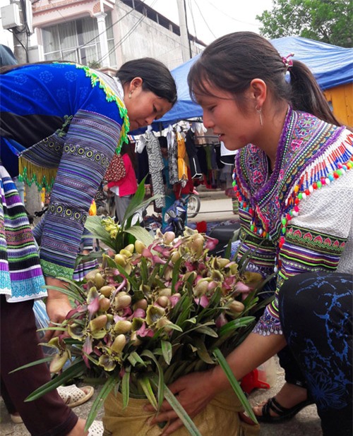 ngam khu ban hoa lan doc dao o cho phien bac ha hinh anh 3