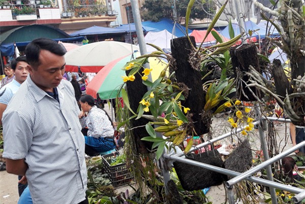 ngam khu ban hoa lan doc dao o cho phien bac ha hinh anh 4