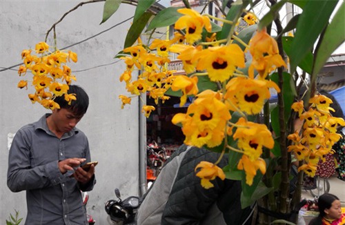 ngam khu ban hoa lan doc dao o cho phien bac ha hinh anh 5