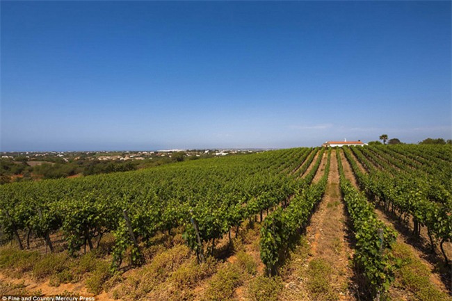 biet thu nha vuon 135 ty ai nhin cung me hinh anh 4