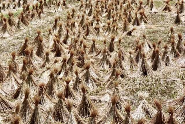 Quảng Ngãi: Nhiều người tranh mua, rơm "đắt như tôm tươi" - 1