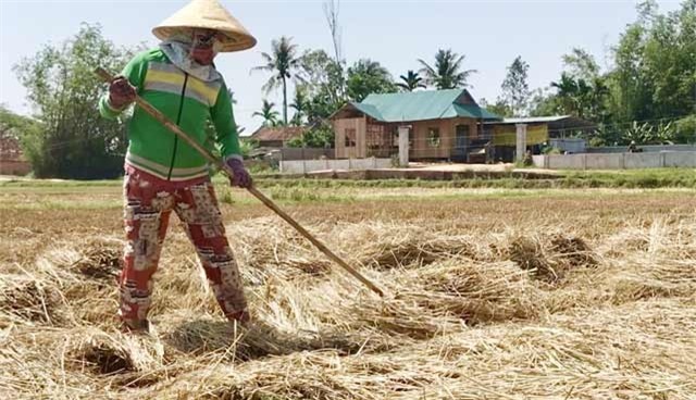 Quảng Ngãi: Nhiều người tranh mua, rơm "đắt như tôm tươi" - 2
