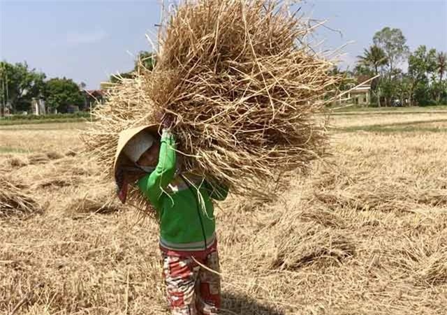 Quảng Ngãi: Nhiều người tranh mua, rơm "đắt như tôm tươi" - 4