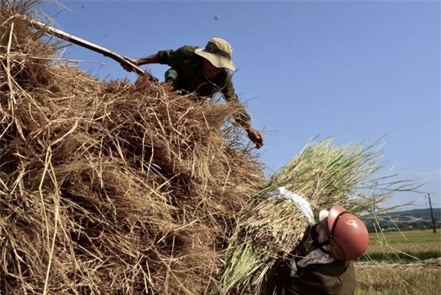 Quảng Ngãi: Nhiều người tranh mua, rơm "đắt như tôm tươi" - 5