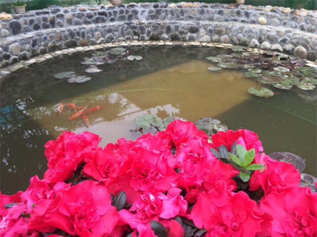 Clip: Em bé Lào Cai suy dinh dưỡng ngày nào nay đã biết cười vui bên mẹ nuôi 9X - Ảnh 5.