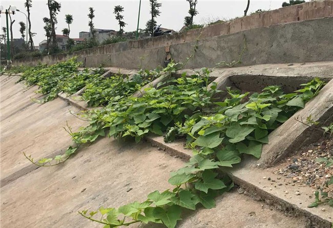 trồng rau sạch, rau sạch, thực phẩm sạch, kiểu trồng rau độc lạ