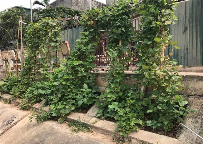 trồng rau sạch, rau sạch, thực phẩm sạch, kiểu trồng rau độc lạ