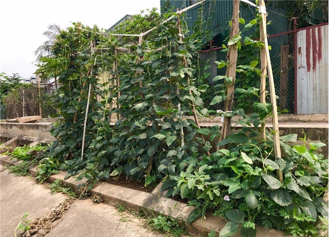 trồng rau sạch, rau sạch, thực phẩm sạch, kiểu trồng rau độc lạ