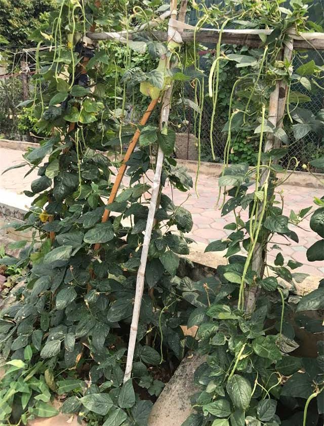 trồng rau sạch, rau sạch, thực phẩm sạch, kiểu trồng rau độc lạ