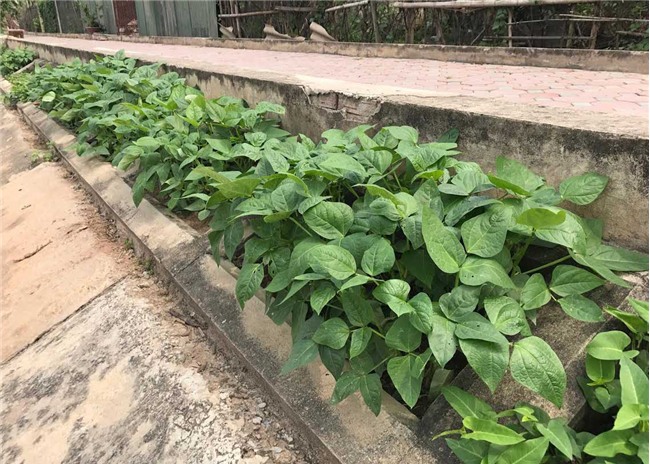 trồng rau sạch, rau sạch, thực phẩm sạch, kiểu trồng rau độc lạ