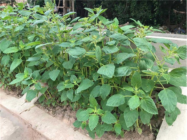 trồng rau sạch, rau sạch, thực phẩm sạch, kiểu trồng rau độc lạ