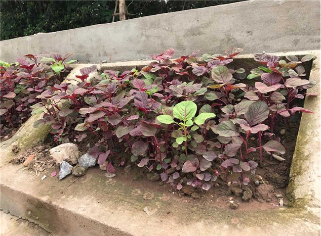 trồng rau sạch, rau sạch, thực phẩm sạch, kiểu trồng rau độc lạ