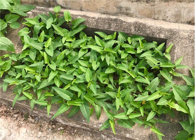 trồng rau sạch, rau sạch, thực phẩm sạch, kiểu trồng rau độc lạ