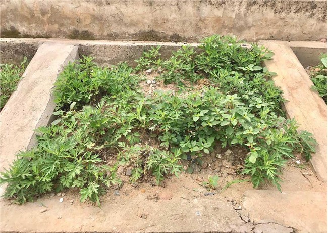 trồng rau sạch, rau sạch, thực phẩm sạch, kiểu trồng rau độc lạ