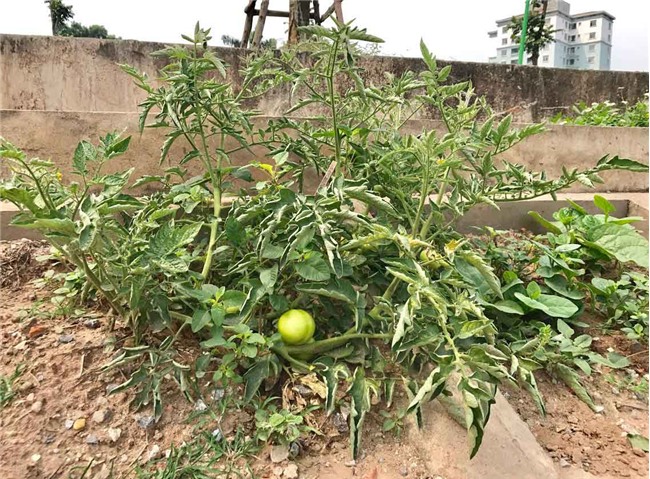 trồng rau sạch, rau sạch, thực phẩm sạch, kiểu trồng rau độc lạ