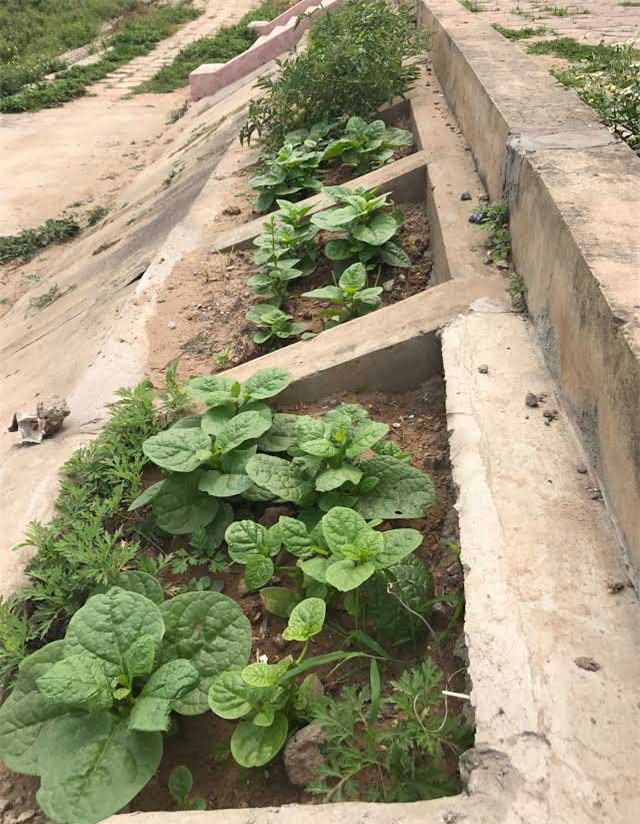 trồng rau sạch, rau sạch, thực phẩm sạch, kiểu trồng rau độc lạ