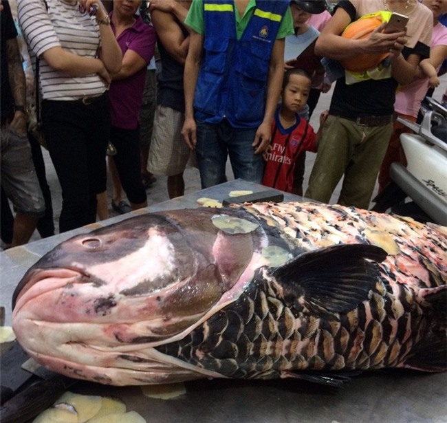 cá khủng, cá hô, cá quý hiếm, thủy quái, cá khổng lồ,