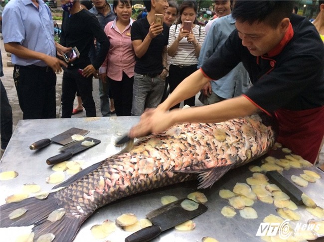 cá khủng, cá hô, cá quý hiếm, thủy quái, cá khổng lồ,