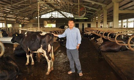 nuôi bò sữa, tỷ phú bò sữa, làm giàu,