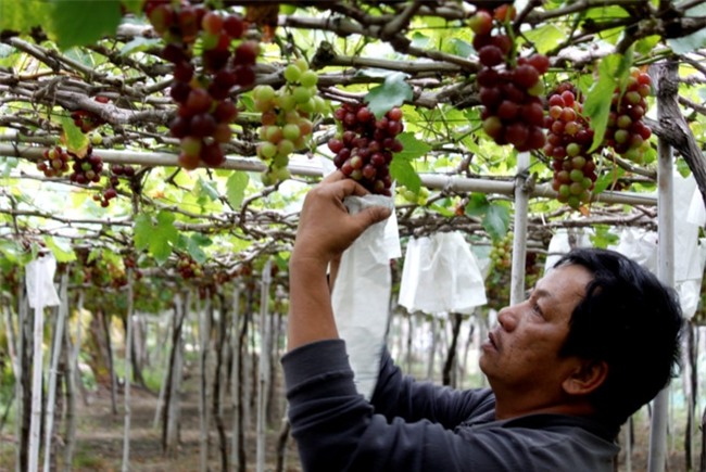 Nho Ninh Thuan gia cao gap 1,5 lan nhung mat mua hinh anh 1