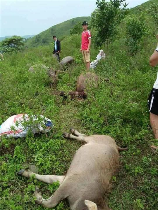 Set danh chet 6 con trau, nguoi di chan bat tinh hinh anh 1