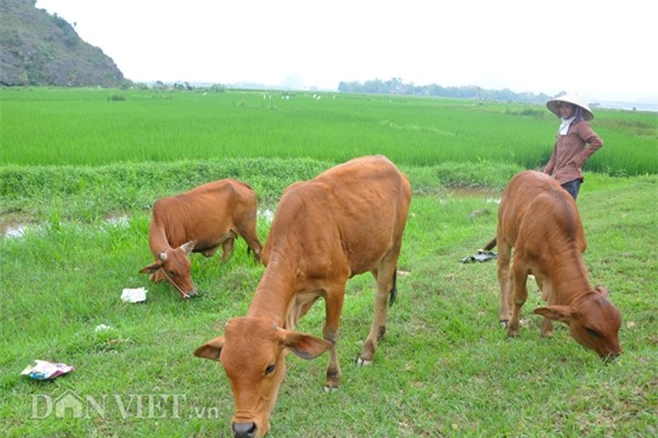 thuong lai trung quoc moc noi tung tin don gia trau, bo giam? hinh anh 1