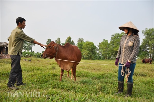 thuong lai trung quoc moc noi tung tin don gia trau, bo giam? hinh anh 2