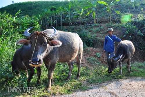 thuong lai trung quoc moc noi tung tin don gia trau, bo giam? hinh anh 4