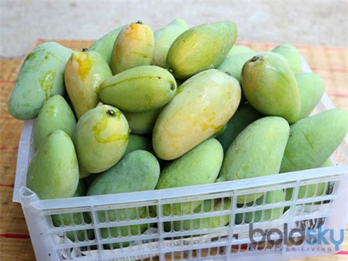 canh bao nguy hiem cho nhung nguoi an qua nhieu xoai - 1