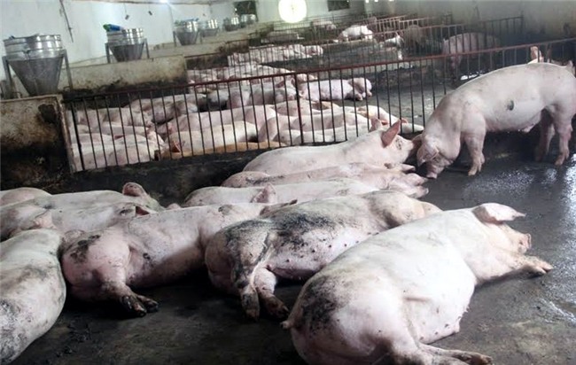 giải cứu lợn, giá thịt lợn giảm, nuôi lợn, Hà TĨnh
