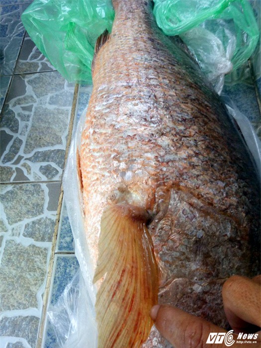 cá sủ vàng, cá sủ vàng quý hiếm, cá quý