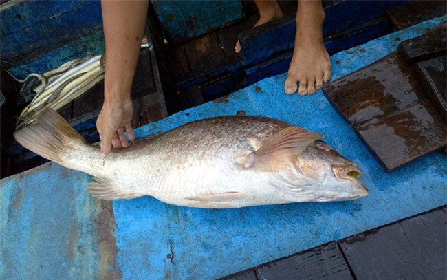 cá sủ vàng, cá sủ vàng quý hiếm, cá quý