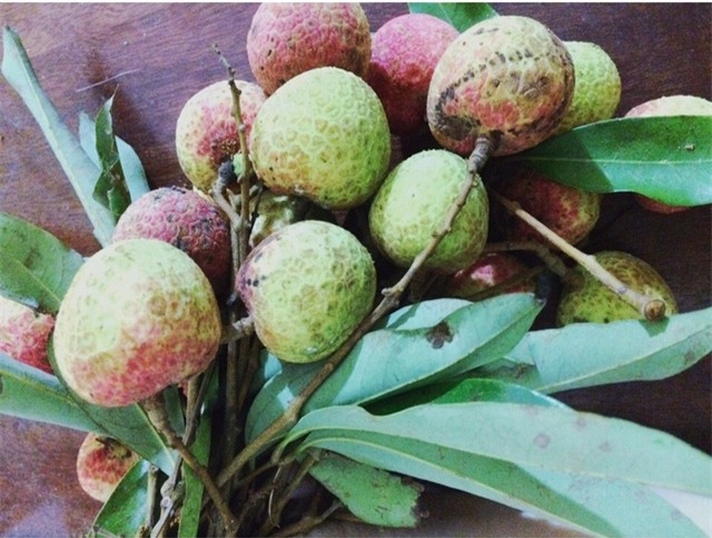 Vải nhiều quả còn nhỏ, xanh và xấu mã nhưng vẫn được thu hoạch để bán