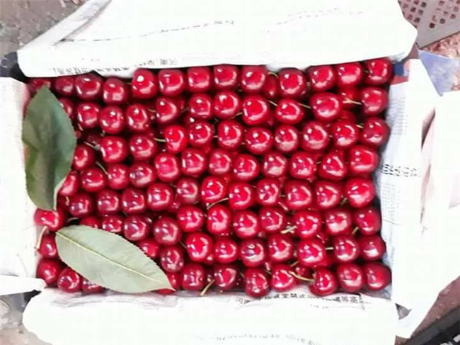 hoa quả trung quốc, hoa quả nhập khẩu, hoa quả giá rẻ, cherry,