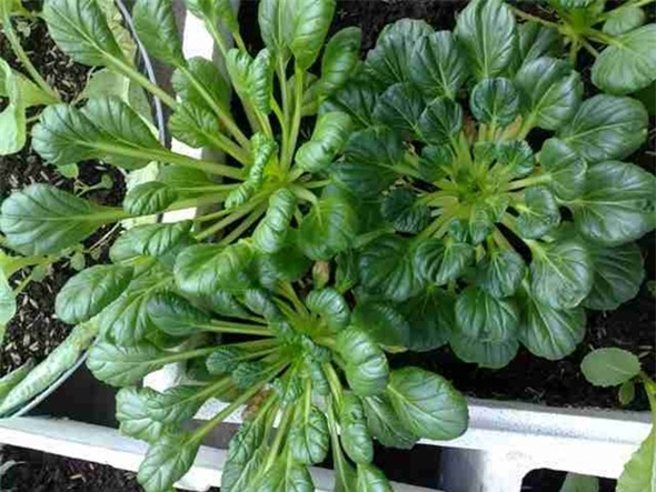 5 cong dung than ky cua rau chan vit cho sac dep