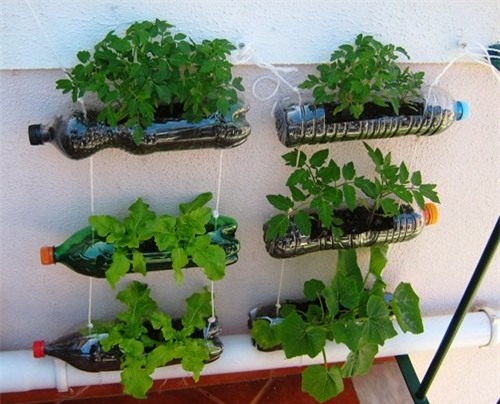 trồng rau, vườn rau, rau sạch, trồng rau sạch