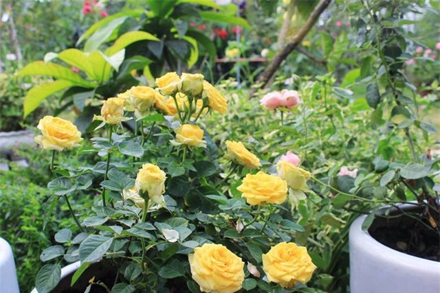 vườn hồng, hoa hồng, hồng cổ