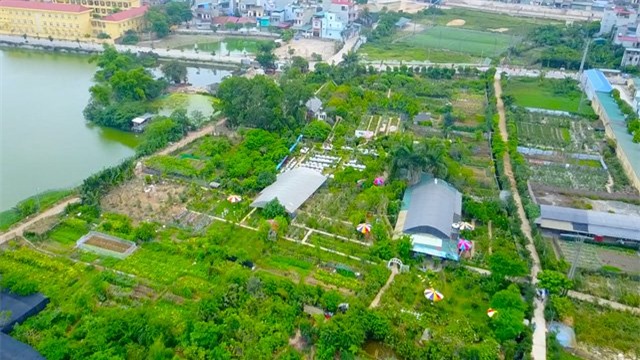 vườn hồng, hoa hồng, hồng cổ