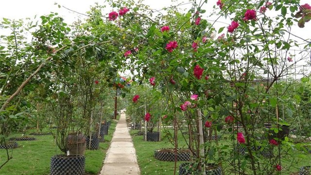 vườn hồng, hoa hồng, hồng cổ