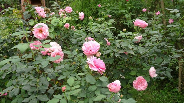 vườn hồng, hoa hồng, hồng cổ