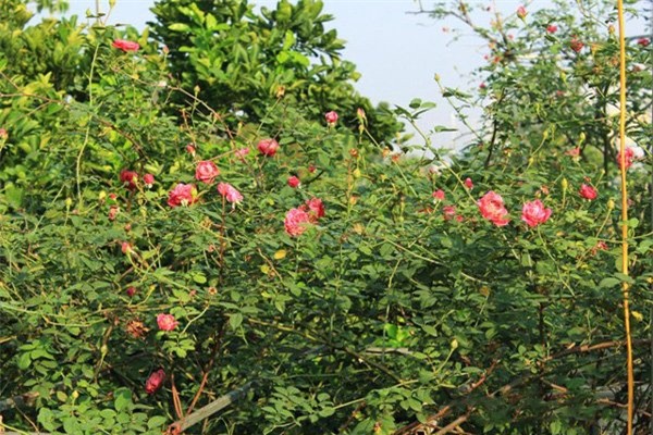 vườn hồng, hoa hồng, hồng cổ